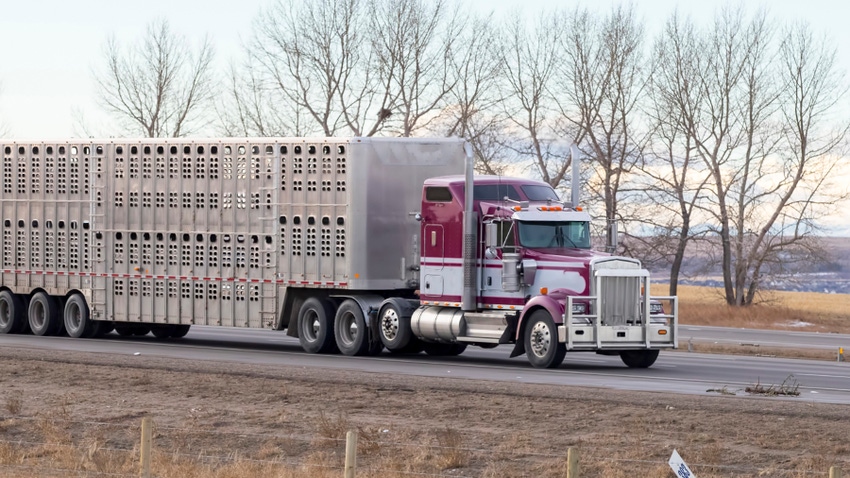 Semi with cattle trailer on highway Semi with cattle trailer on highway