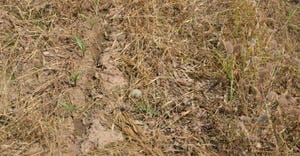 Corn seedlings sprouting in a field of cereal rye