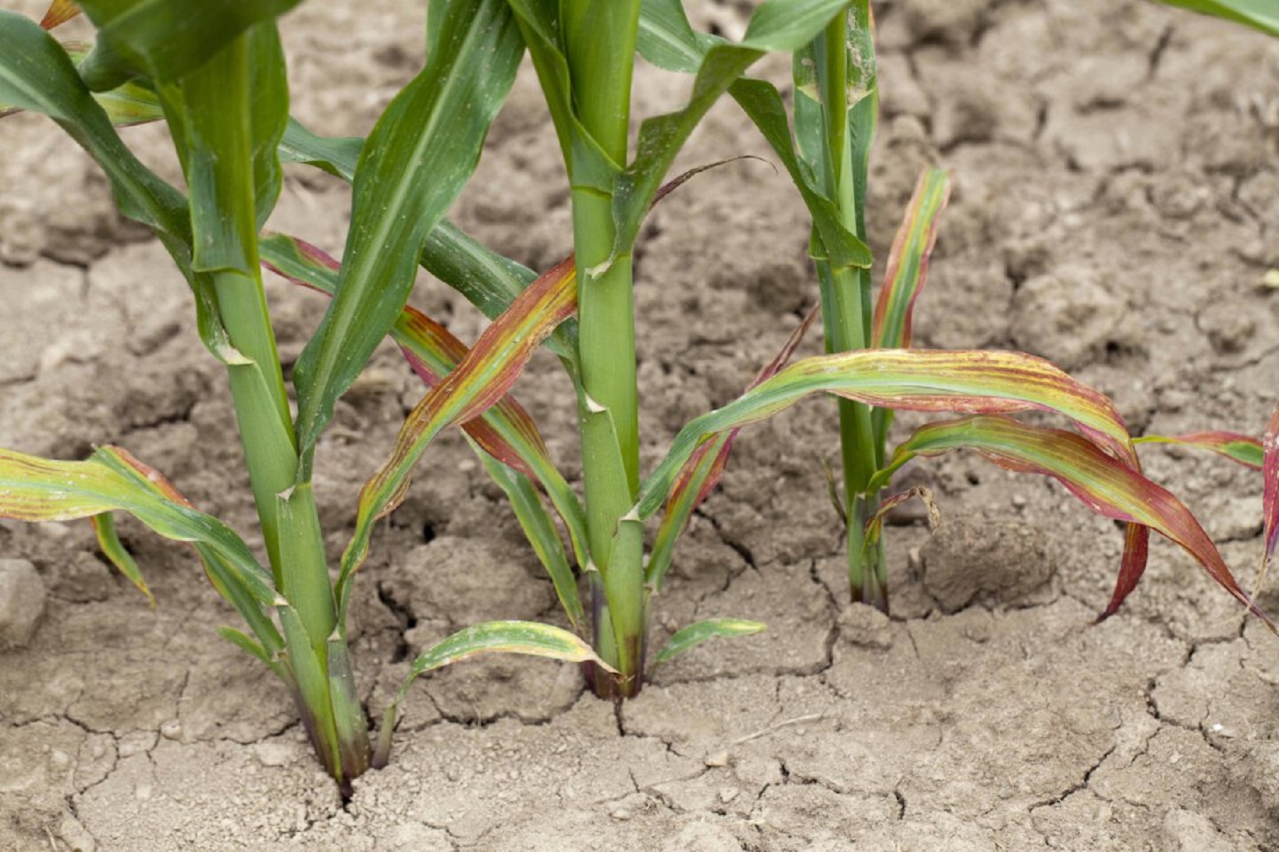Carbon, oxygen and hydrogen fertility in corn production