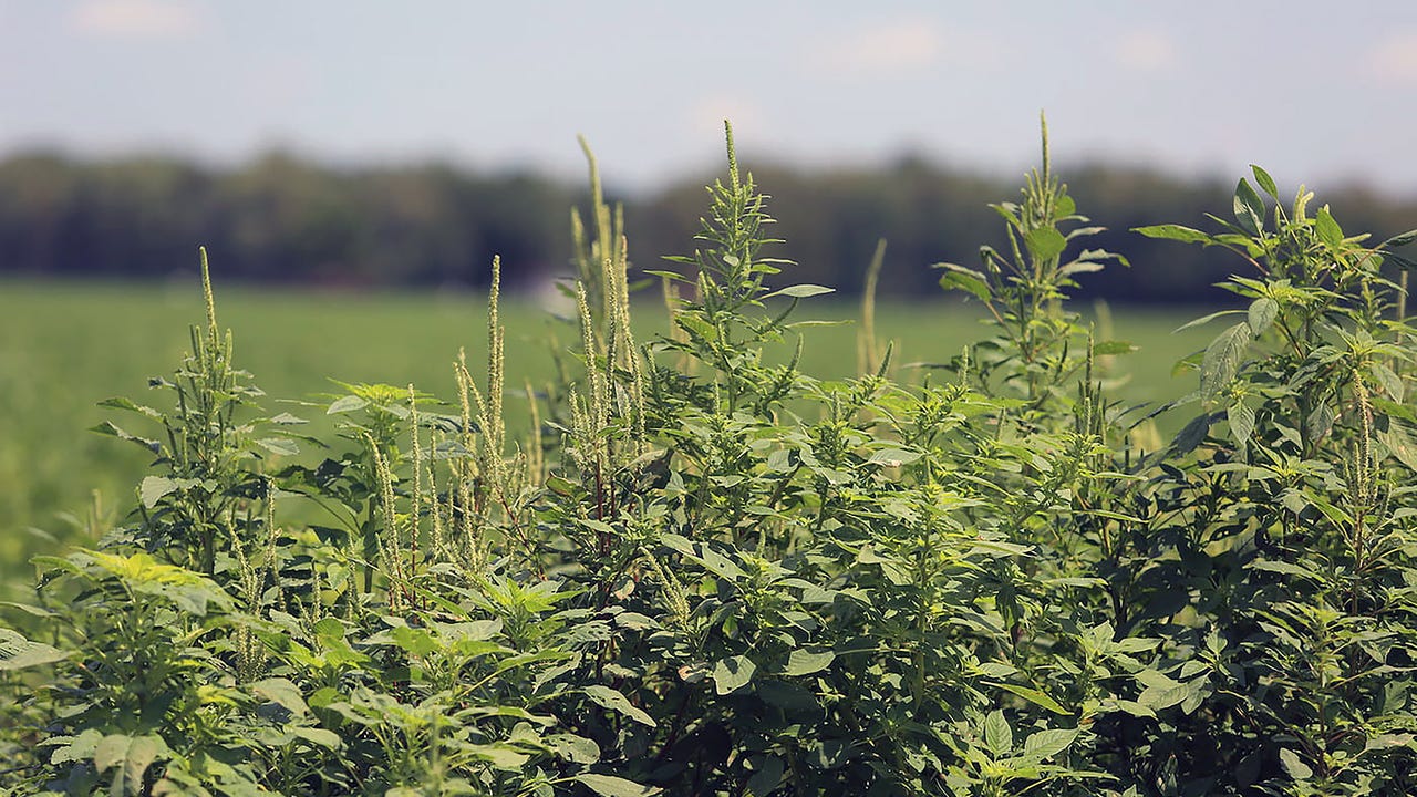 What Herbicide Will Kill Pigweed: Expert Solutions