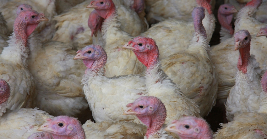 Close up of turkeys in a barn