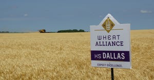 A large crop of volunteer wheat with a  KS Dallas, marketed by the Kansas Wheat Alliance sign