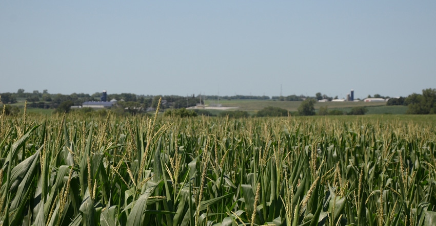 Corn field Corn field