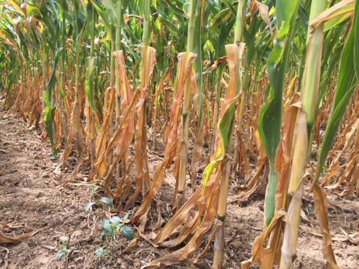 Brazil’s drought-impacted corn crop. 