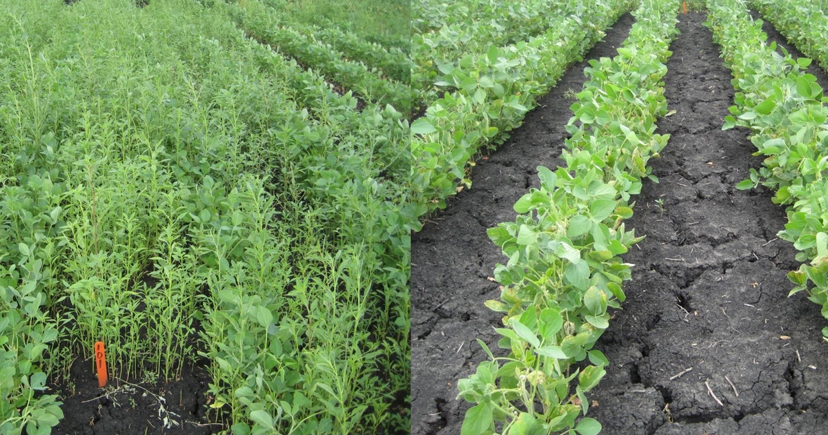 Don’t skip preemergence herbicides in soybeans