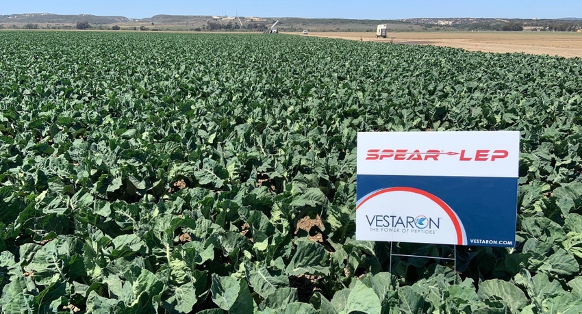 Cauliflower field treated with Spear-Lep