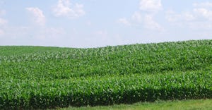 rolling cornfield