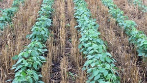 Soybeans growing in relay intercropping system