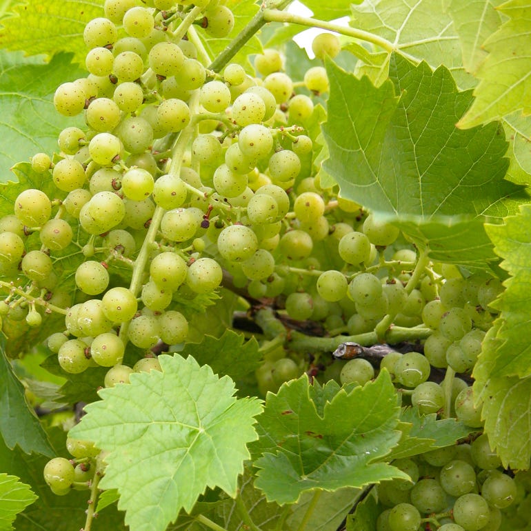 Closeup of grapes on the vine