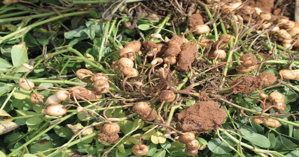 Unusual season affects peanut disease studies | Farm Progress