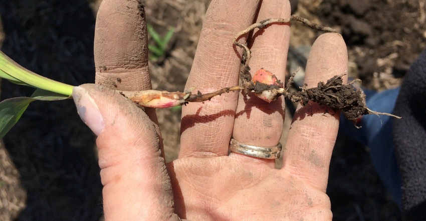 injured seedling in palm of man's hand