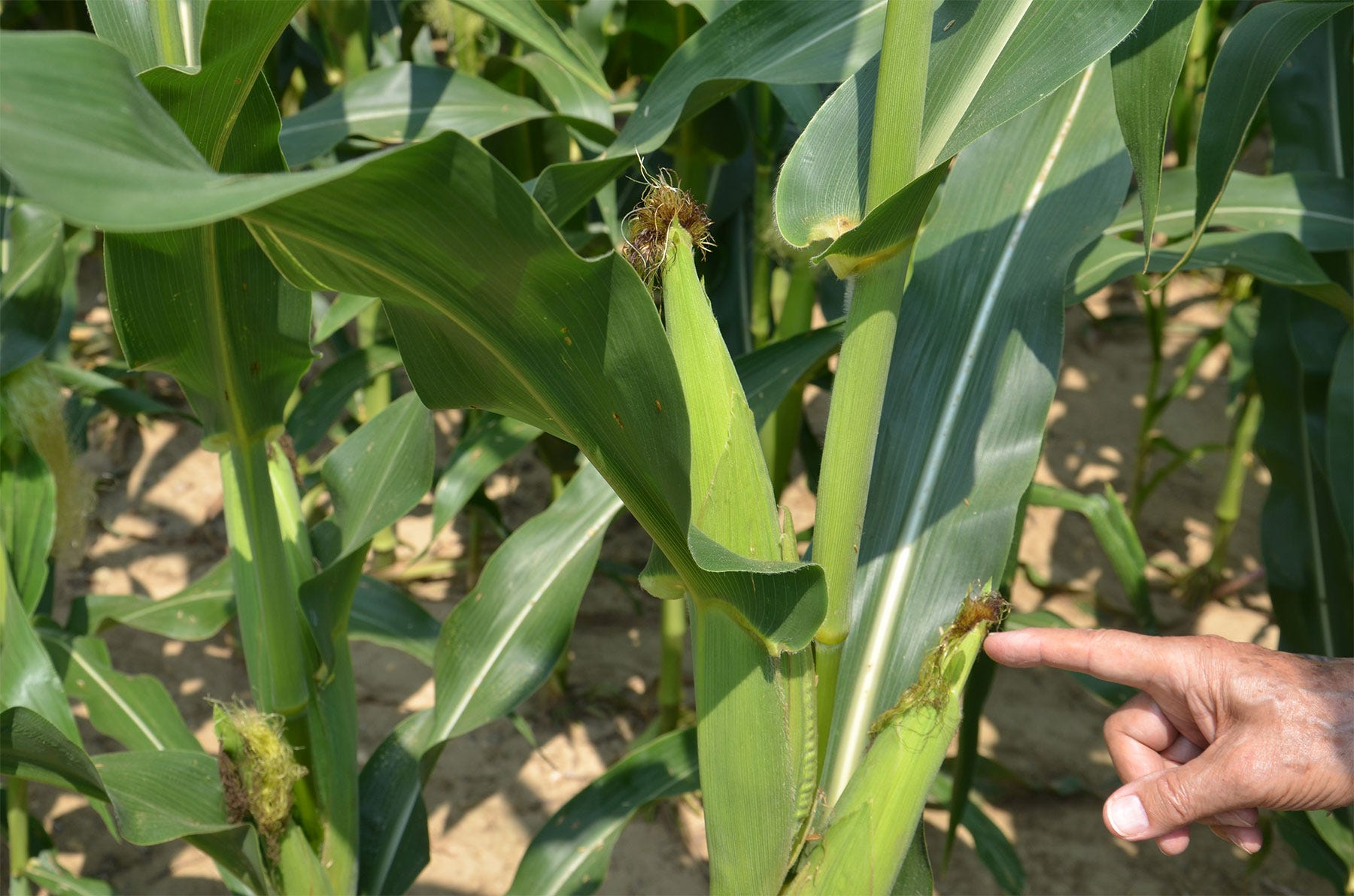 hand pointing to corn ears on a stalk in the field
