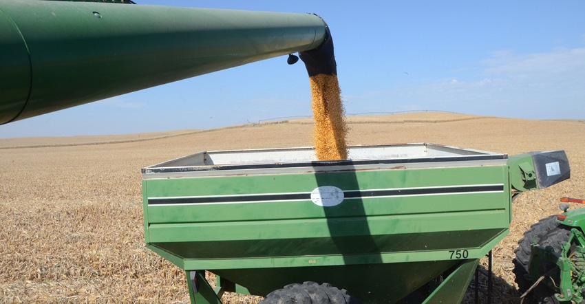 auger in corn field