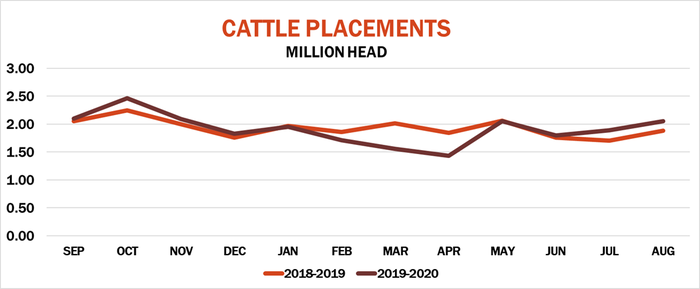 Cattle Placements
