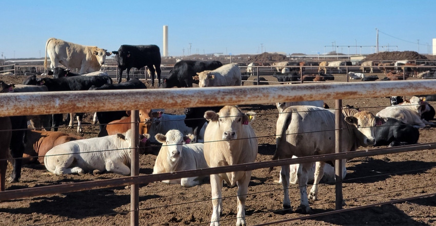 swfp-shelley-huguley-21-feedyard-hill.jpg swfp-shelley-huguley-21-feedyard-hill.jpg