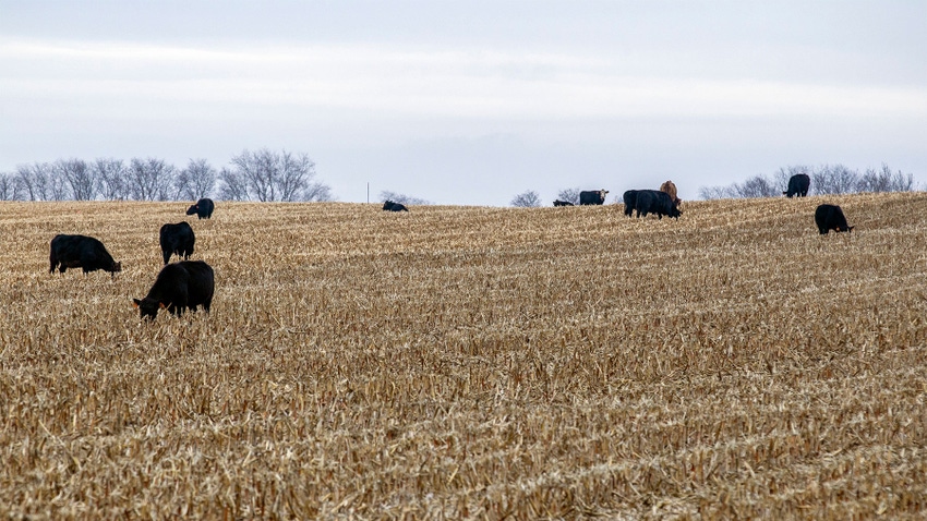 Cattle graze in a harvested corn field