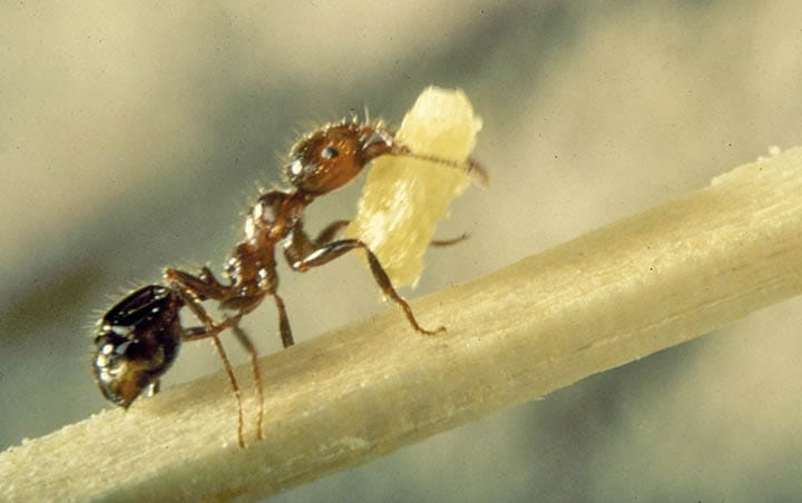 Accountant Insect Automated insect monitoring with sound detection | Farm Progress