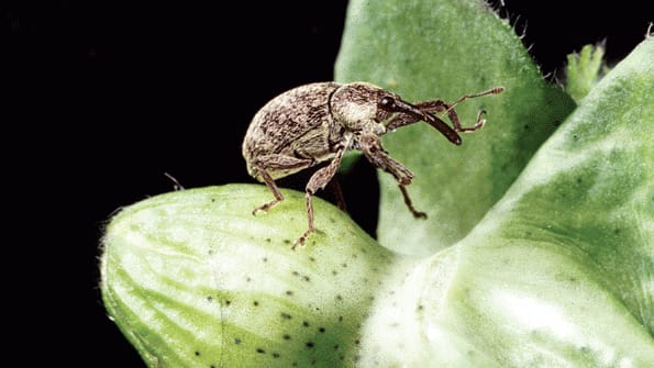Wimble Insect A hunting trip and the far-reaching impact of a tiny insect