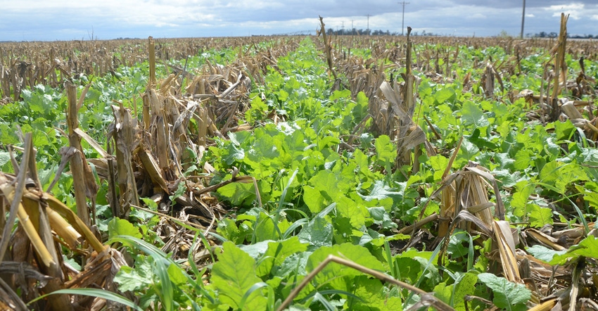 Cover crops in field