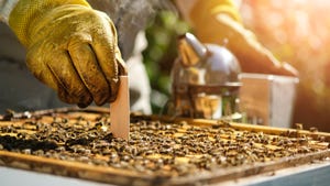 A beekeeper treats bees from varroa mite