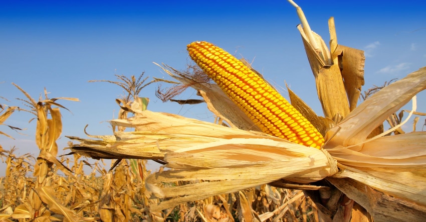 10-21-21 ear of corn in drying fieldjpg.jpg