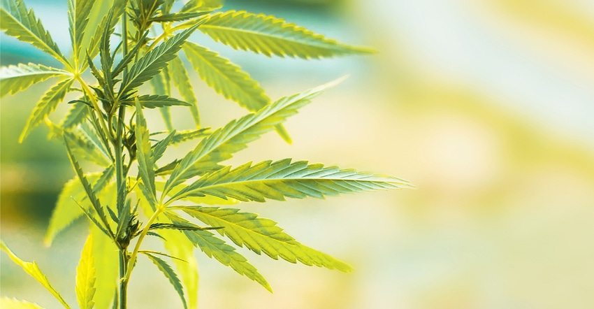 Industrial hemp Industrial hemp