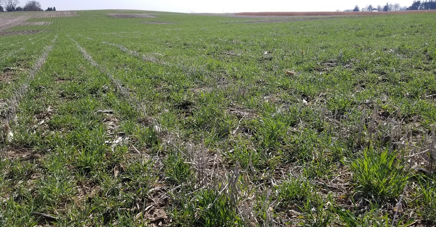 Field of cover crops Field of cover crops