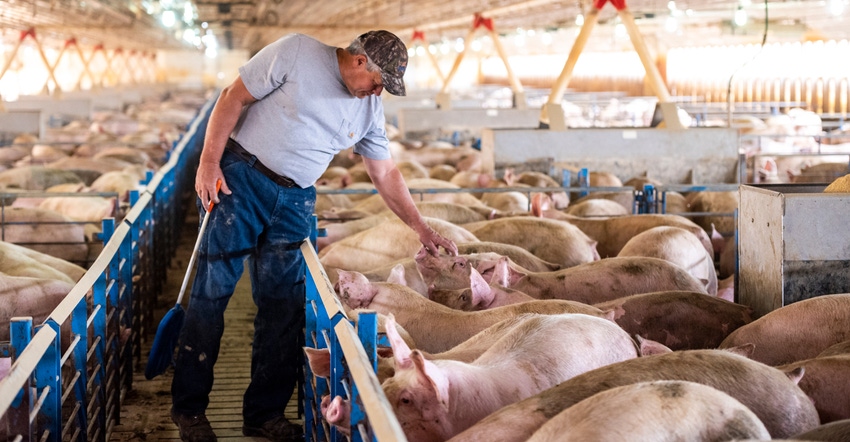 farmer checking on hogs in pens