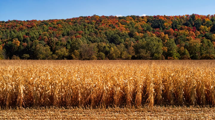 Harvest season playlist brings back memories