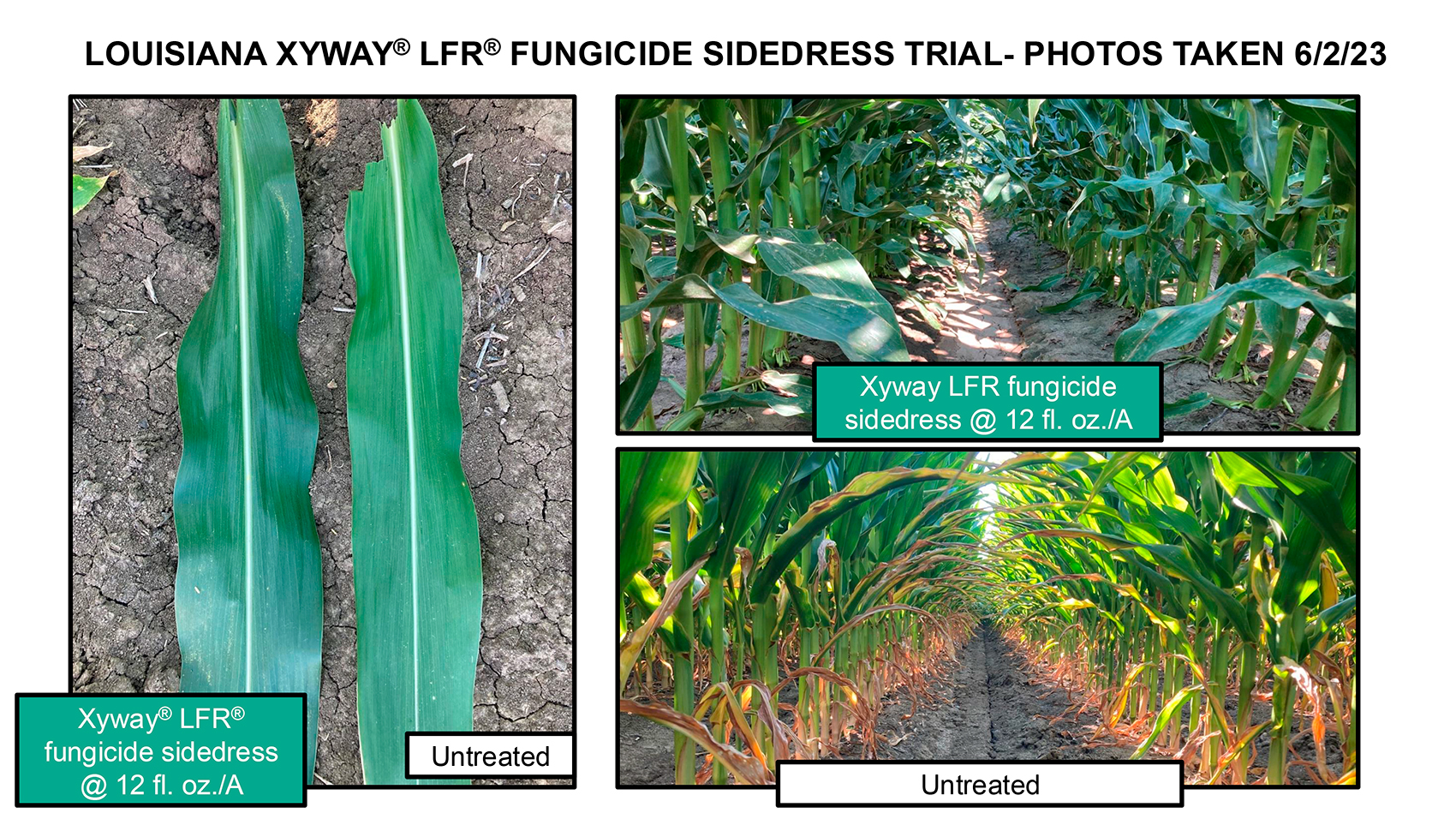 A New Window for Fungicide Protection