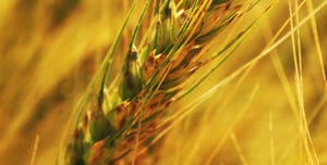 WFP-ARS-wheat.jpg