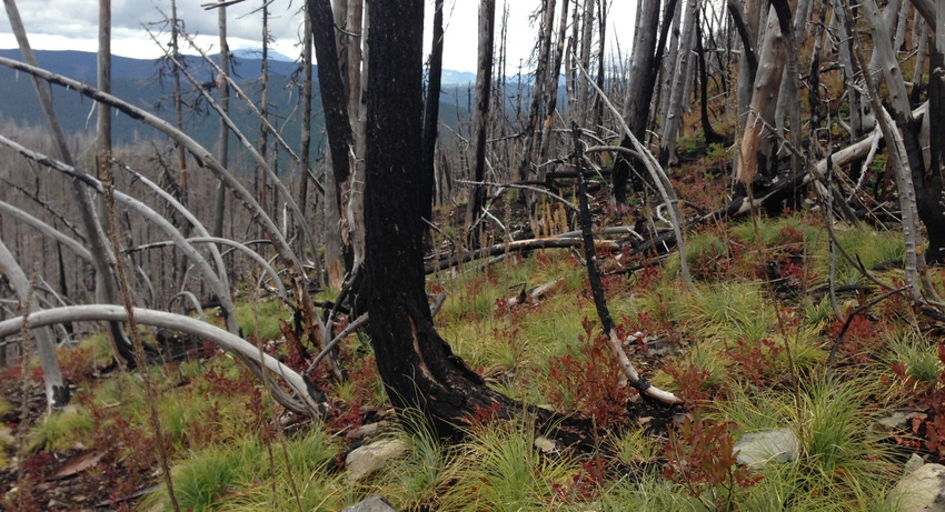 WFP-OSU-revegetation.jpeg WFP-OSU-revegetation.jpeg