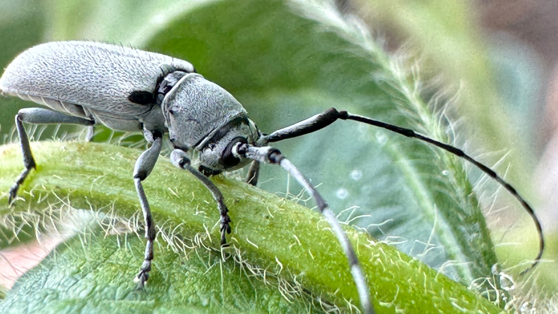 Justin McMechan - Adult Dectes stem borers 