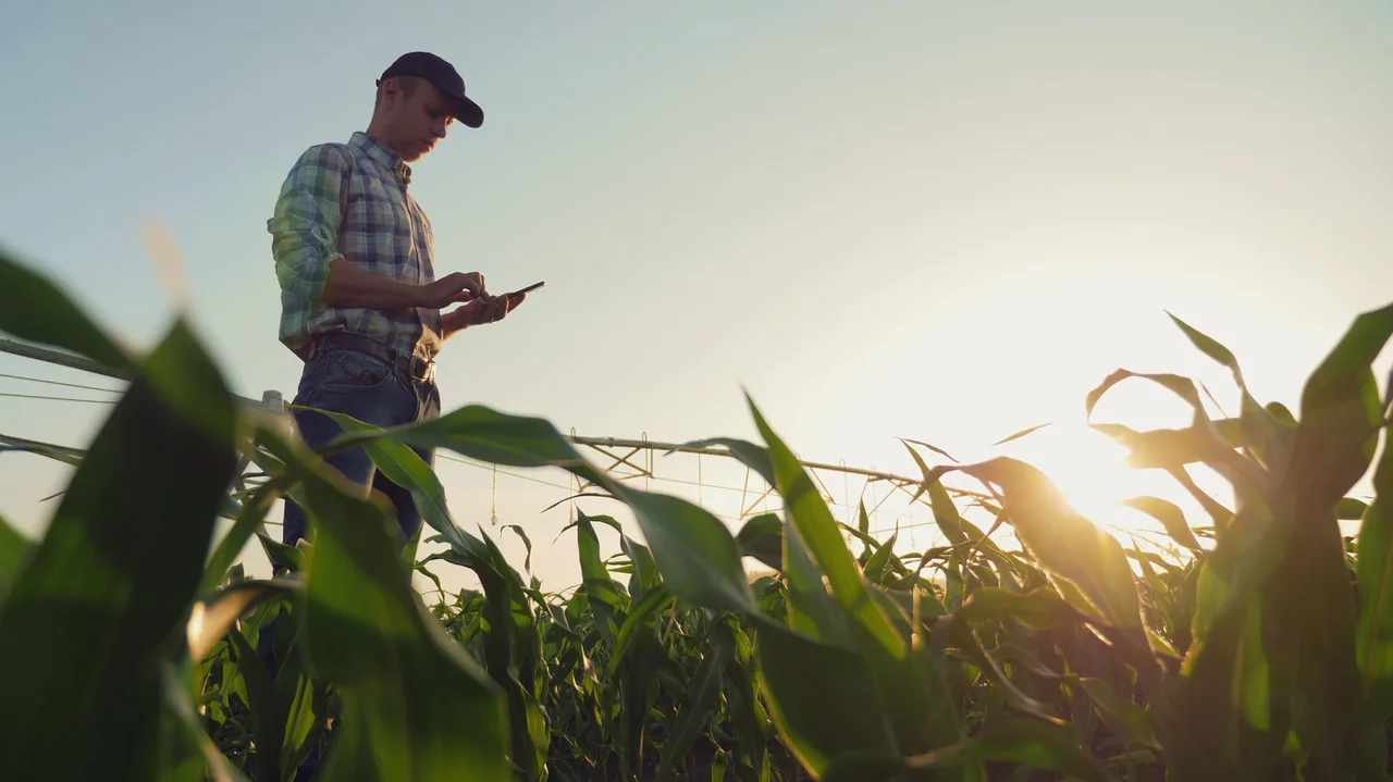 A farmer uses a tablet from middle of a cornfield A farmer uses a tablet from middle of a cornfield