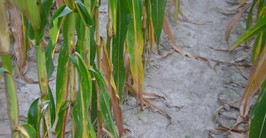corn leaves showing various signs of nutrient deficiency
