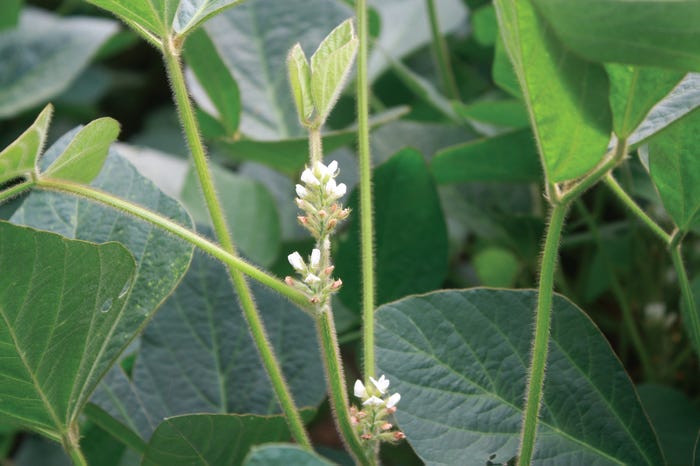 Raceme-Growth-soybeans-delta-robb.jpg