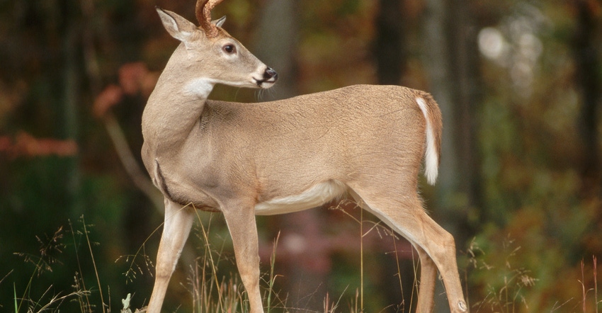 White tailed deer