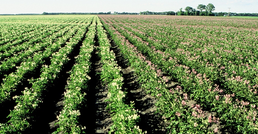 field of flowering potato plants