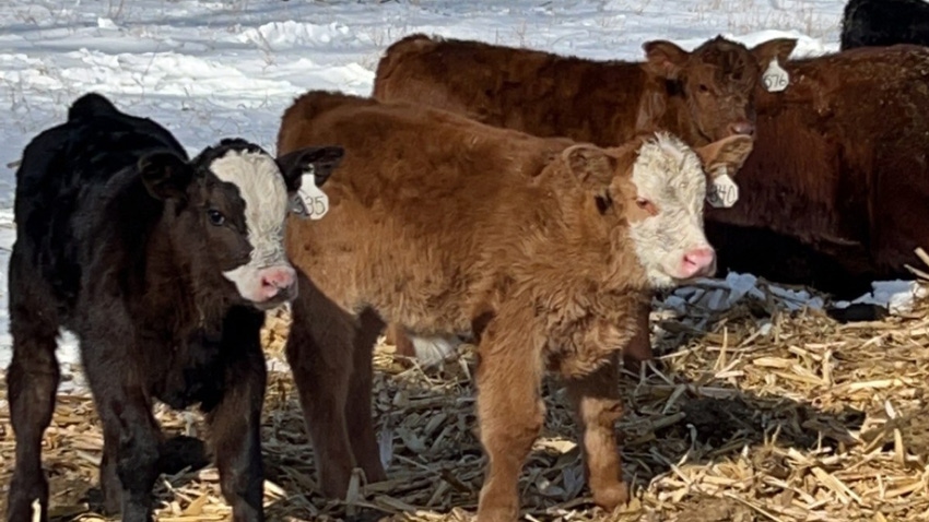 three calves and cow in field with snow