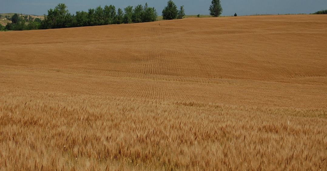Russia a grain superpower as wheat exports explode