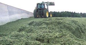 Tractor driving over and moving piles of cut silage