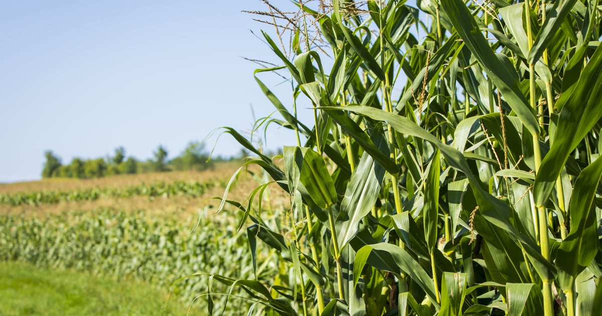 Corn silage processing: Improve starch availability for dairy cows