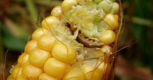 European corn borer feeding on ear of corn