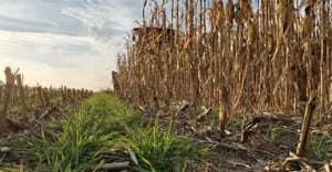 Close-up of rows of corn and cover crops