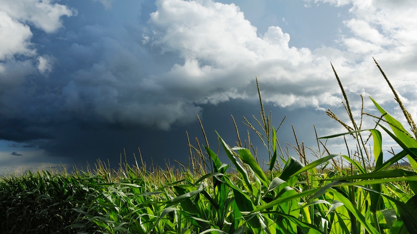 Storm clouds over a corn field