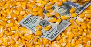 Closeup of corn kernels covering United States of America 100 dollar bill