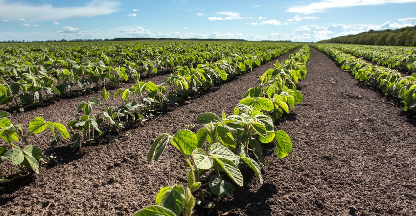 rows of young soybean plants