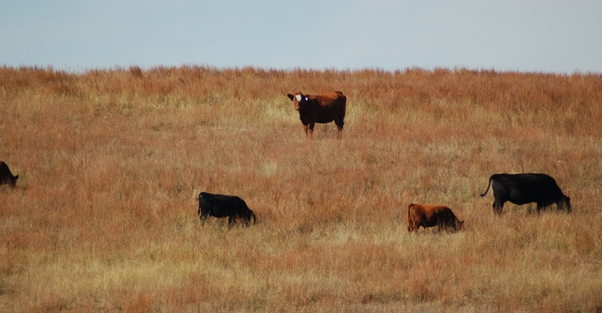 cattle in pasture