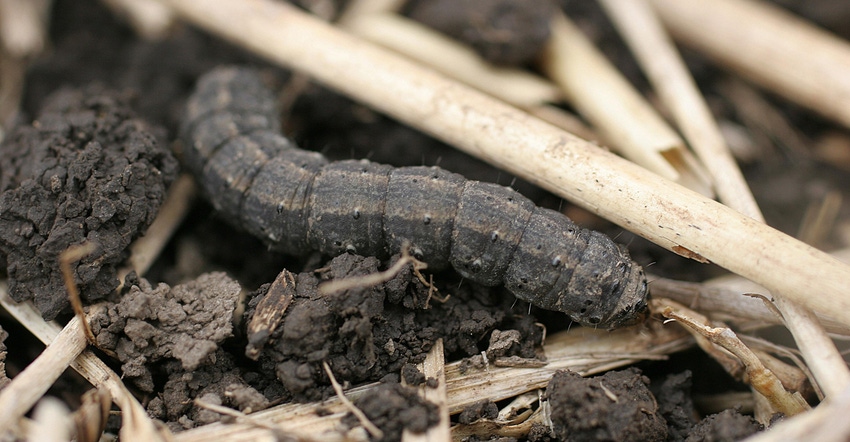 Black cutworm larvae crawling in debris in a cornfield