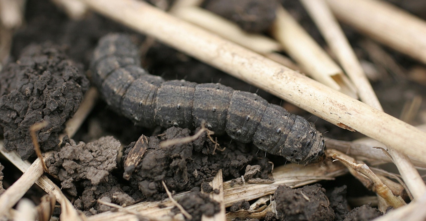 Black cutworm larvae crawling in debris in a cornfield Black cutworm larvae crawling in debris in a cornfield